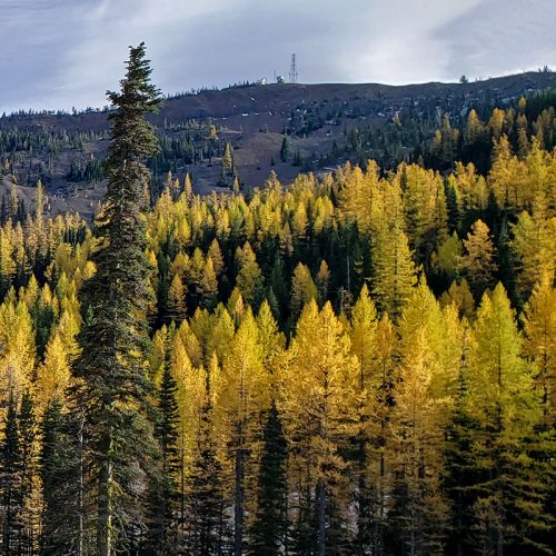 Yellow Western Larch in front of the Mission Ridge Ridgeline