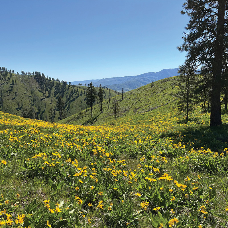 A scenic view of a lush green valley blanketed with vibrant yellow wildflowers under a clear blue sky. Tall pine trees dot the rolling hills, and distant mountain ranges are visible on the horizon.