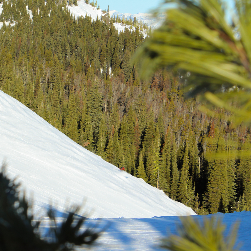 A skier descends a sunny slope in the distance. A out of focus conifer occupies the front low right corner of the frame.